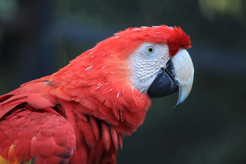 Macaw in Amazon Rainforest