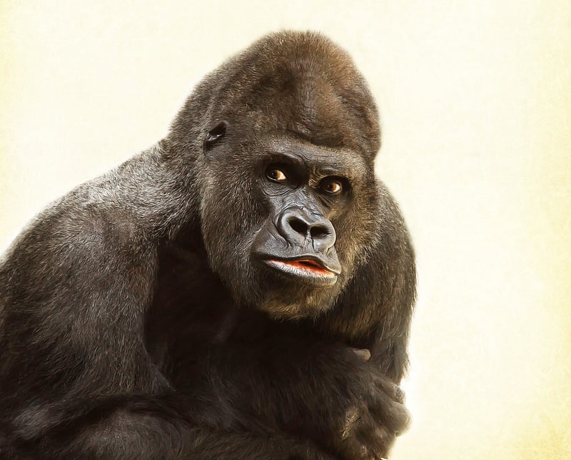 Gorilla Trekking in Rwanda