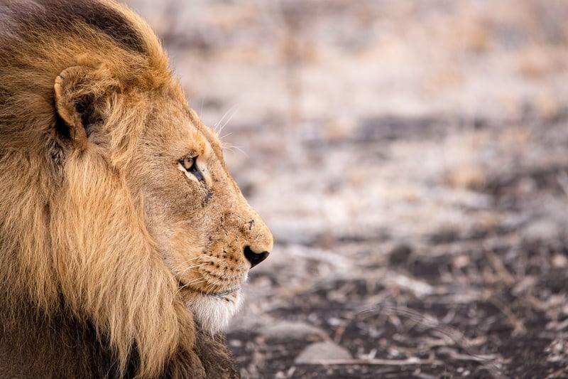 Lion in African Safari