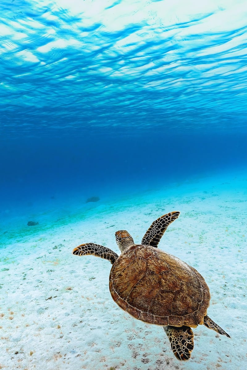 Swimming with Sea Turtles