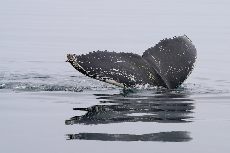 Humpback Whale in Iceland